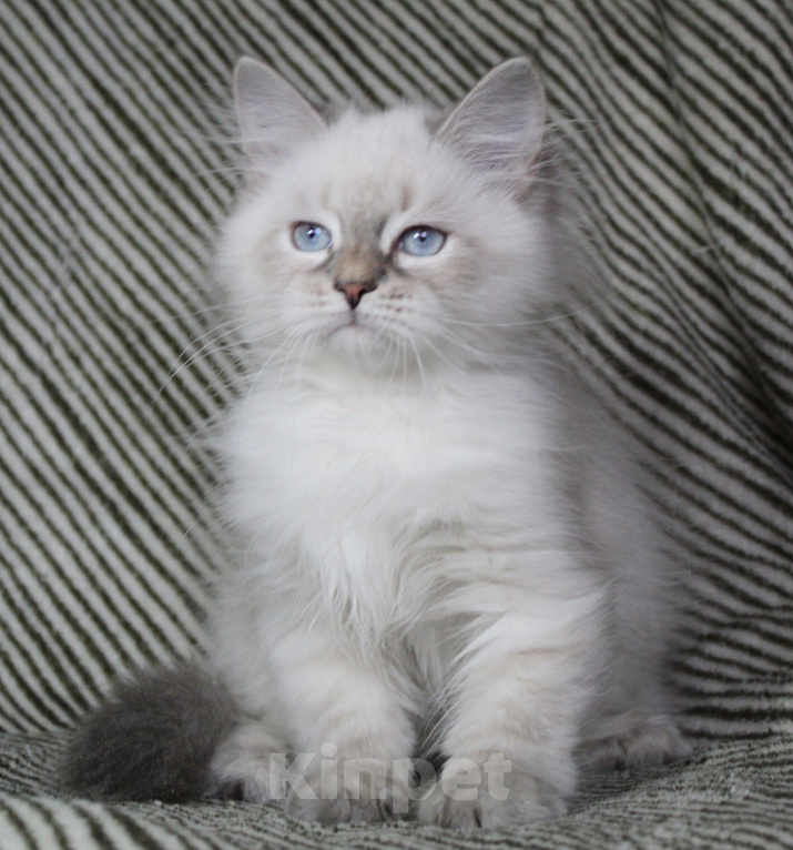 Кошки в Кирове: Чудесный котик Мальчик, Бесплатно - фото 2