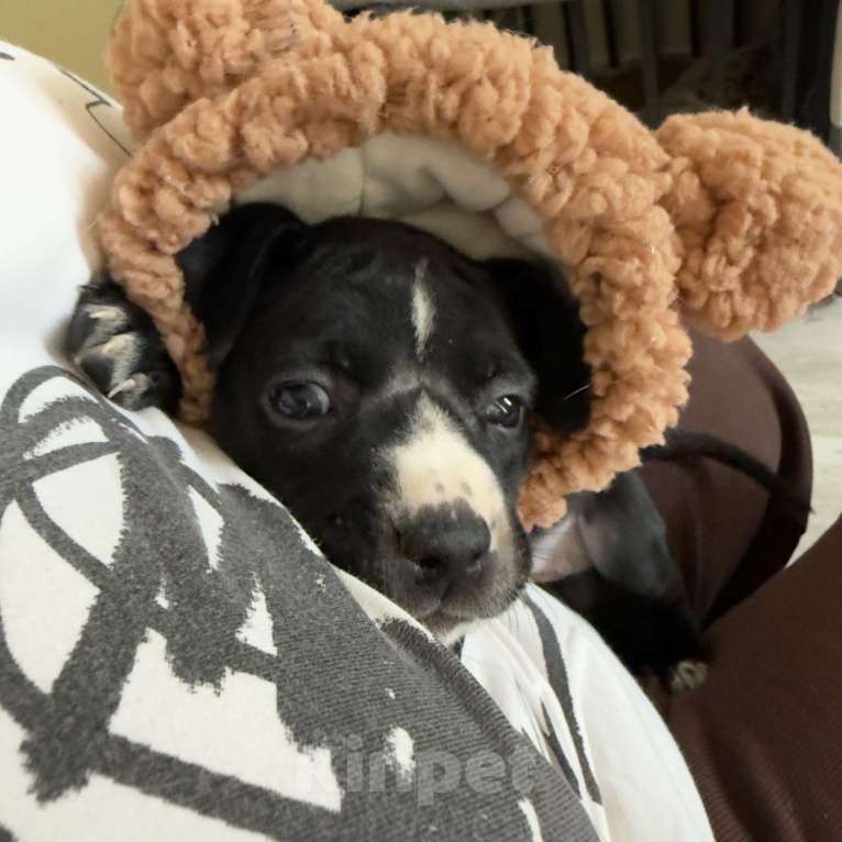 Собаки в Москве: Американский питбультерьер Девочка, 25 000 руб. - фото 2