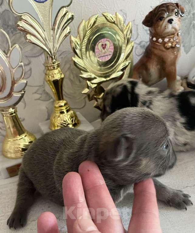 Собаки в Нижнем Новгороде: Щенки французского бульдога Девочка, 50 000 руб. - фото 8