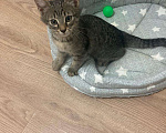 Кошки в Мытищах: Котенок 1 Мальчик, Бесплатно - фото 2