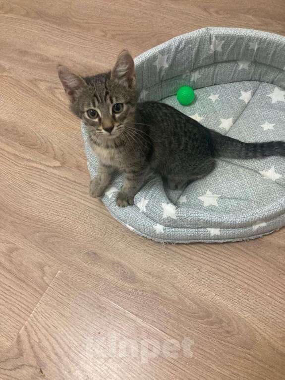 Кошки в Мытищах: Котенок 1 Мальчик, Бесплатно - фото 2