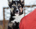 Собаки в Москве: Маленький трехцветный щенок Изюминка в добрые руки Девочка, 1 руб. - фото 3