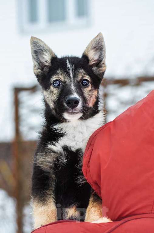 Собаки в Москве: Маленький трехцветный щенок Изюминка в добрые руки Девочка, 1 руб. - фото 3