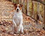 Собаки в Новосибирске: Джек Рассел терьер вязка, 1 руб. - фото 3
