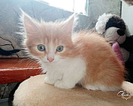 Кошки в Москве: Прелестные 2 мес котятки в добрые руки! Мальчик, 10 руб. - фото 7