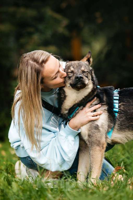 Собаки в Москве: Бубоня - микс добродушия и нежности, в поиске семьи ! Мальчик, Бесплатно - фото 5