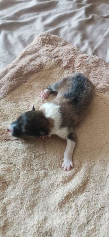 Собаки в Чебоксарах: Щенки колли длинношёрстной Разнополые, 40 000 руб. - фото 3