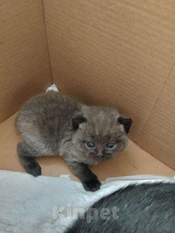 Кошки в Ростове-на-Дону: Шотландские вислоухие Разнополые, 15 000 руб. - фото 3