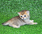 Кошки в Сургуте: Шотландские котята золотые шиншиллы Мальчик, 25 000 руб. - фото 6