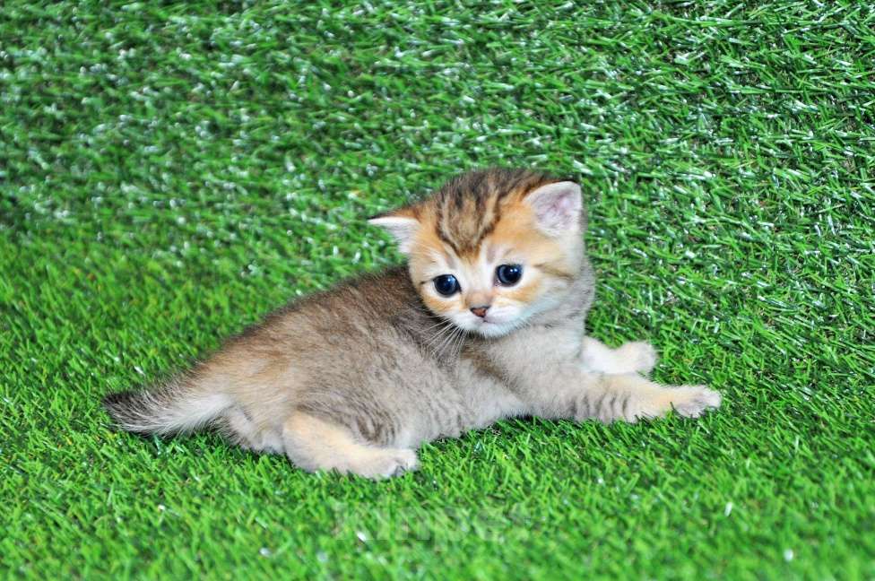 Кошки в Сургуте: Шотландские котята золотые шиншиллы Мальчик, 25 000 руб. - фото 6