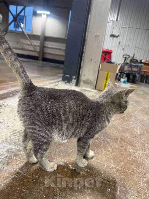 Кошки в Москве: Котёнок в заботливые руки Мальчик, Бесплатно - фото 4