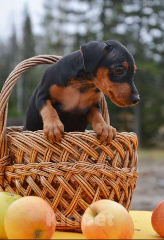 Собаки в Петрозаводске: Предлагается щенок цвергпинчер Девочка, 50 000 руб. - фото 2