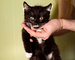 Кошки в Москве: Котёнок в добрые руки! Девочка, Бесплатно - фото 5
