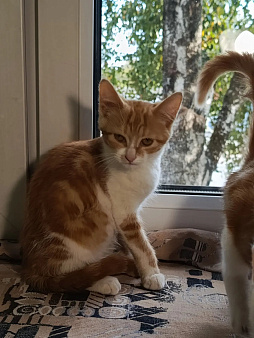 Котенок