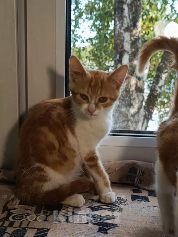 Кошки в Калуге: Котенок Девочка, Бесплатно - фото 1