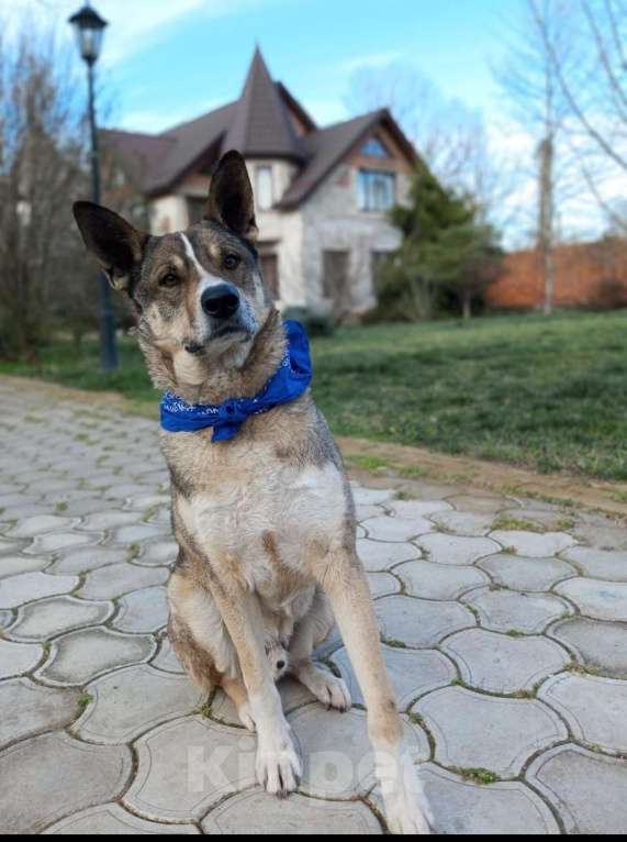 Собаки в Санкт-Петербурге: Верный Дик Мальчик, 17 руб. - фото 6