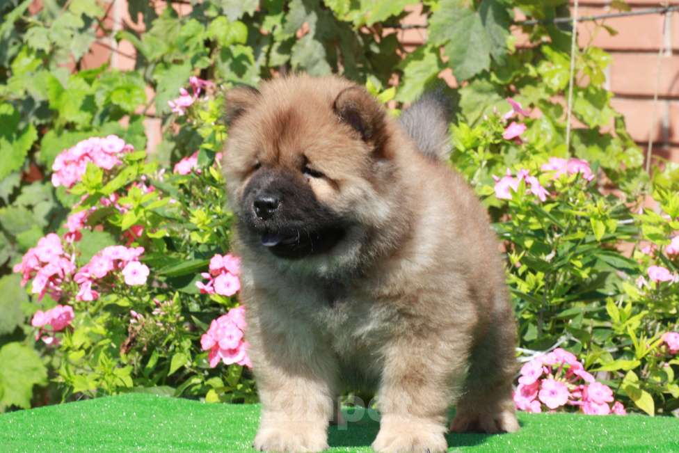 Собаки в Оренбурге: Щенок чау Франкли Фронт Стар  , д/р 25.06.2025г- ждёт самых лучших мам и пап  Мальчик, 80 000 руб. - фото 4