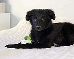 Собаки в Москве: Черное солнышко Стрелка, ласковый щеночек в добрые руки Девочка, 10 руб. - фото 3