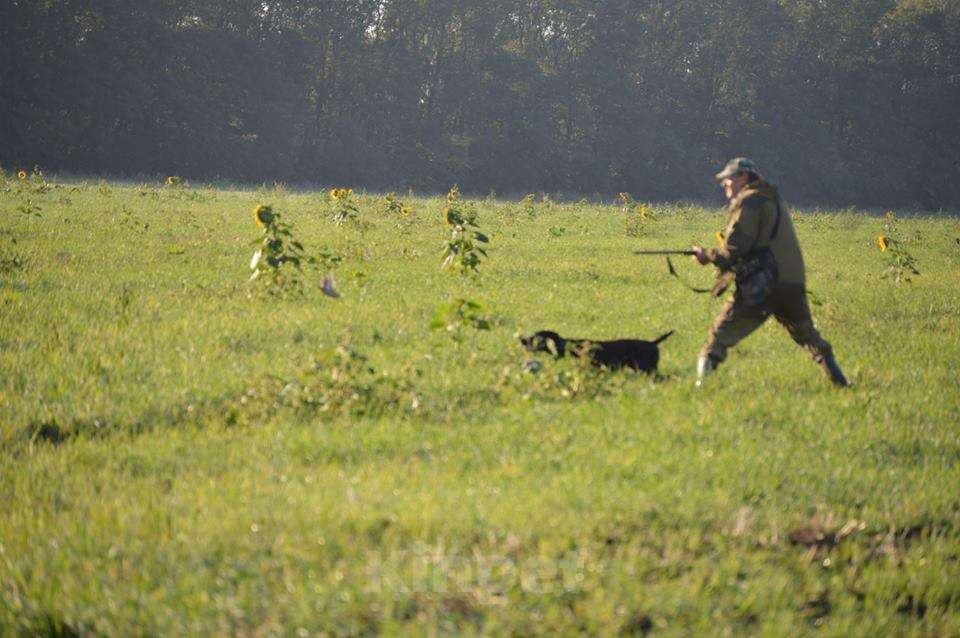 Собаки в Кореновске: Щенки породы курцхаар Девочка, 45 000 руб. - фото 1