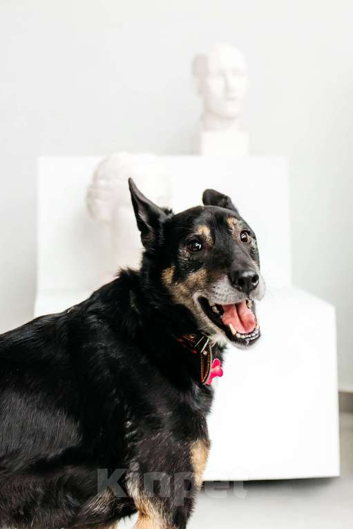 Собаки в Москве: Вега — нежная душа, которая всю свою жизнь провела в приюте Девочка, Бесплатно - фото 9