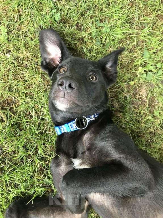 Собаки в Кимовске: Метис овчарки Герда Девочка, Бесплатно - фото 3
