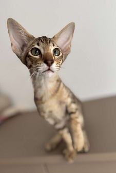 Объявление: Ориенталы, 45 000 руб., Москва