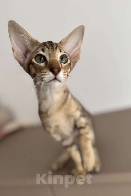 Кошки в Москве: Ориенталы Девочка, 45 000 руб. - фото 1