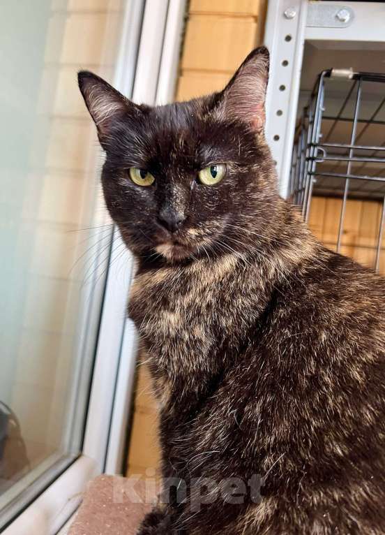 Кошки в Москве: Ласковая плюшевая кошечка Скарлет в добрые руки Девочка, Бесплатно - фото 1