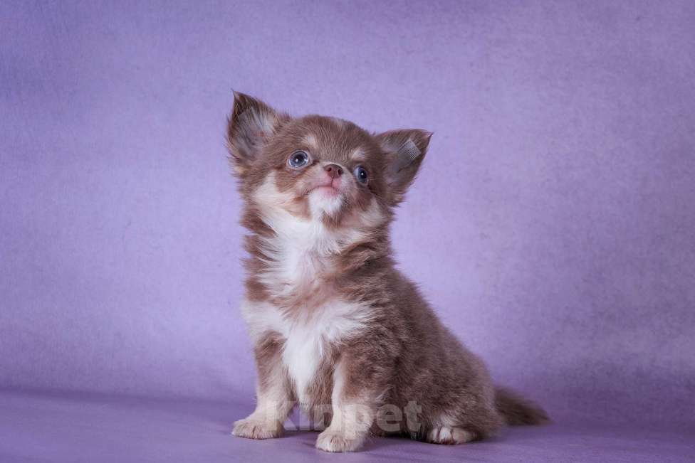 Собаки в Москве: Лиловый Мишутка Мальчик, 65 000 руб. - фото 4