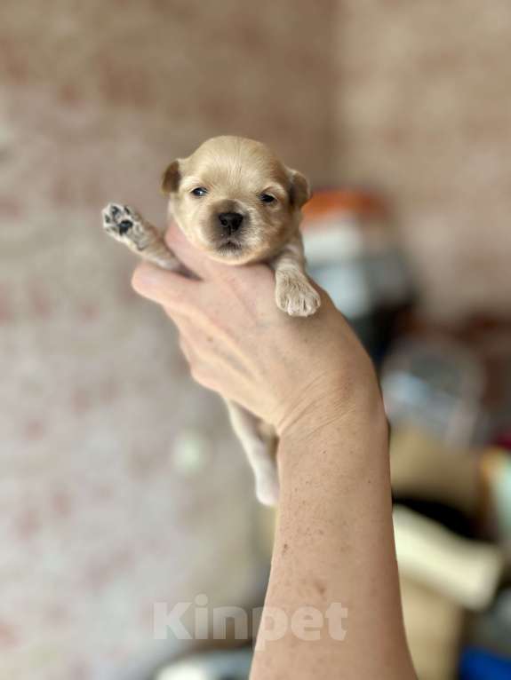 Собаки в Санкт-Петербурге: Мальтипу мини мальчик Мальчик, 150 000 руб. - фото 2