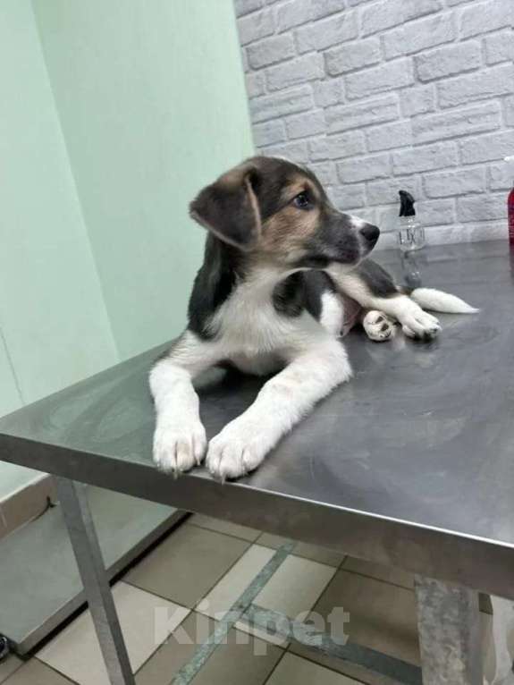 Собаки в Москве: Полкан ищет семью Мальчик, Бесплатно - фото 4