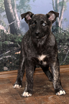 Рэкса -тигровыя красавица , девочка 4 мес. Чудо природы и счастье для того , кто его Ждет