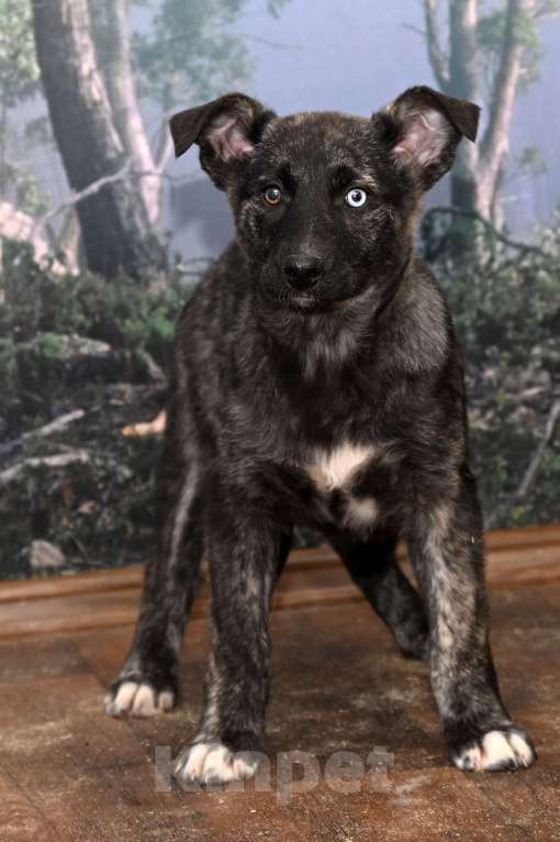 Собаки в других городах Московской области: Рэкса -тигровыя красавица , девочка 4 мес. Чудо природы и счастье для того , кто его Ждет Девочка, 1 000 руб. - фото 1