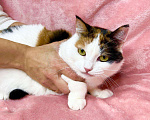 Кошки в Москве: Кошка Пятнашка – трехцветная обаяшка в добрые руки Девочка, Бесплатно - фото 5