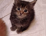 Кошки в Уфе: Котенок мейн кун  Девочка, 10 000 руб. - фото 4