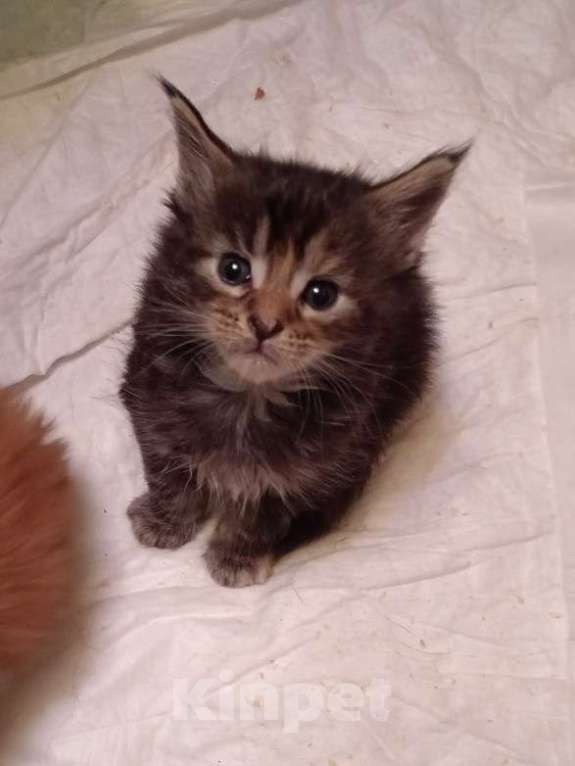 Кошки в Уфе: Котенок мейн кун  Девочка, 10 000 руб. - фото 4