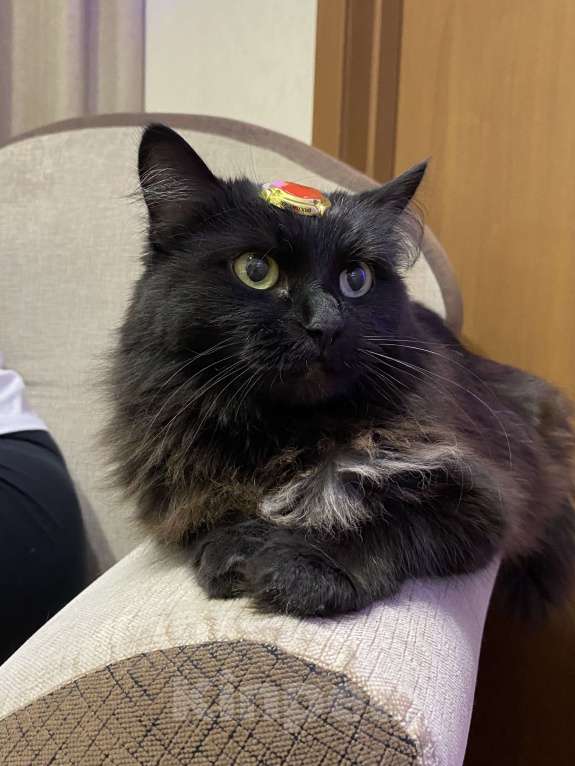 Кошки в Краснодаре: ПРОШУ ПОМОГИТЕ она часть семьи Девочка, 3 000 руб. - фото 4