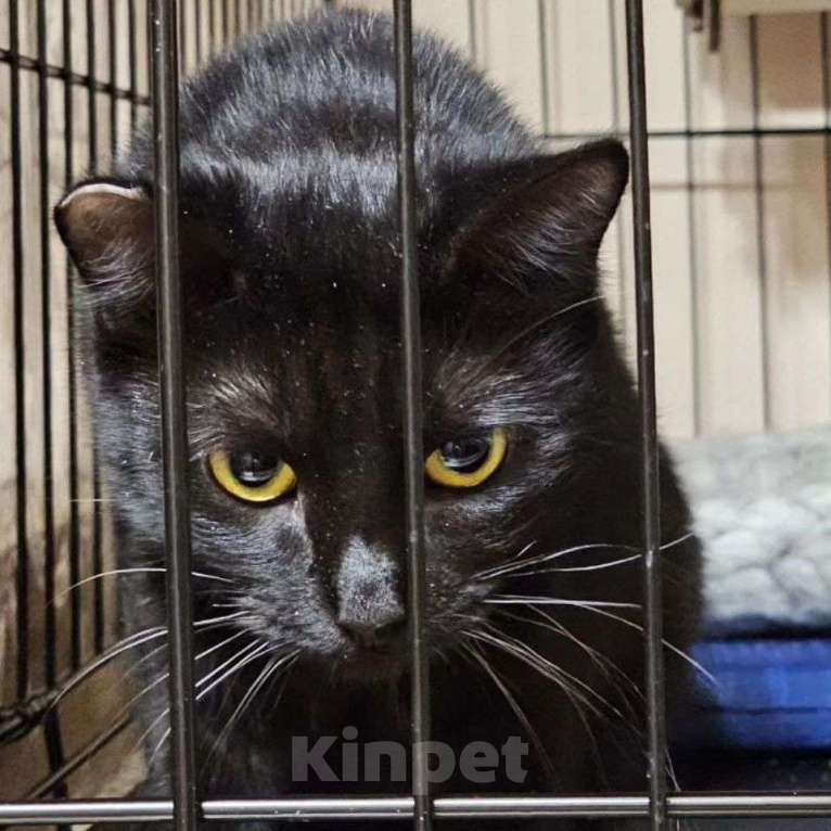 Кошки в Москве: Сабрину никто не замечает Девочка, Бесплатно - фото 3