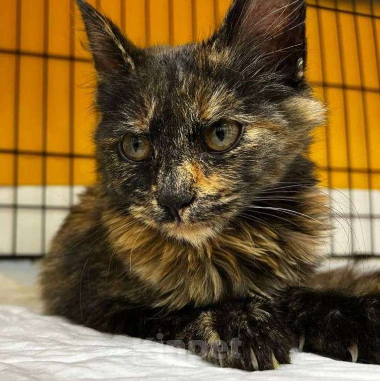 Кошки в Москве: Котенок Нюся ищет дом  Девочка, Бесплатно - фото 2