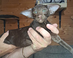 Кошки в Мурманске: Ориентальные котята 😺 Мальчик, Бесплатно - фото 2