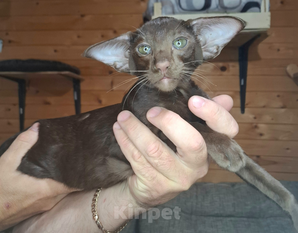 Кошки в Мурманске: Ориентальные котята 😺 Мальчик, Бесплатно - фото 2