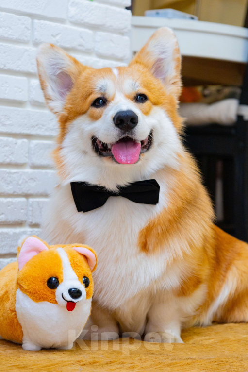 Собаки в Раменском: Производитель Вельш Корги Пемброк  Мальчик, 60 000 руб. - фото 7