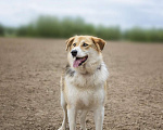 Собаки в Москве: Компанейская Лента ищет хозяина! Девочка, Бесплатно - фото 3