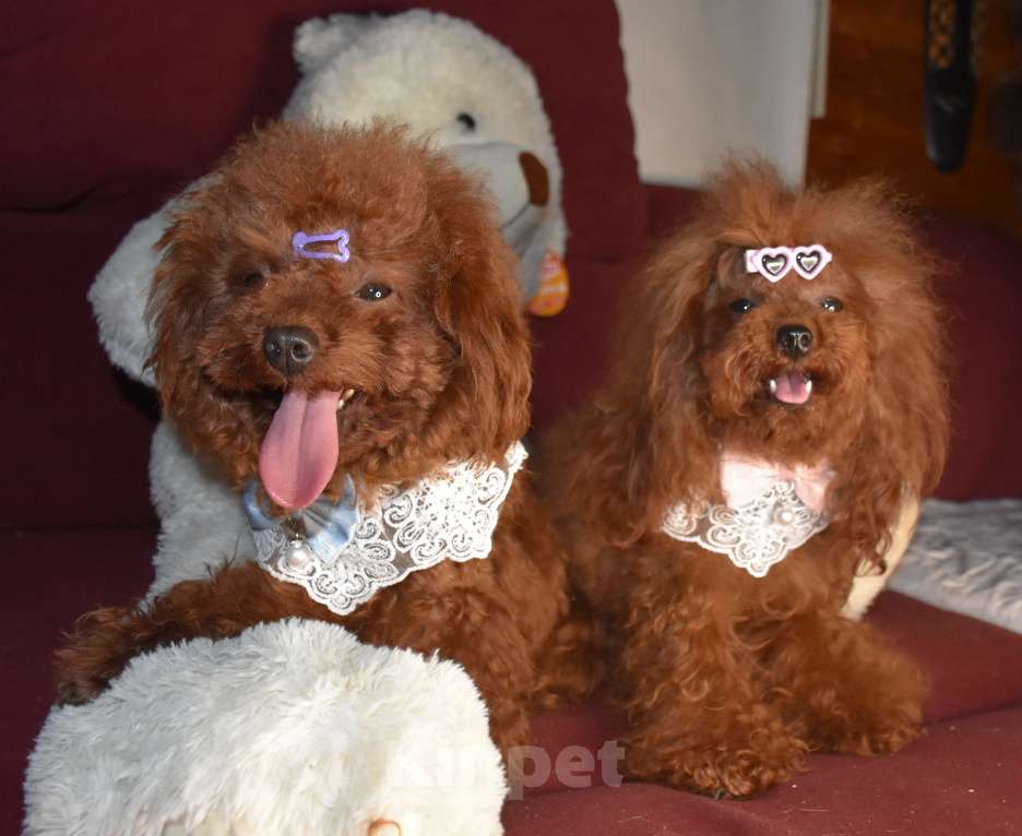 Собаки в Москве: Тедди тикап китайские пуделя Мальчик, 350 000 руб. - фото 3