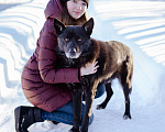 Собаки в Москве: Гаспар, 3 года. Ласковый, послушный пёс в муниципальном приюте. Мальчик, Бесплатно - фото 3