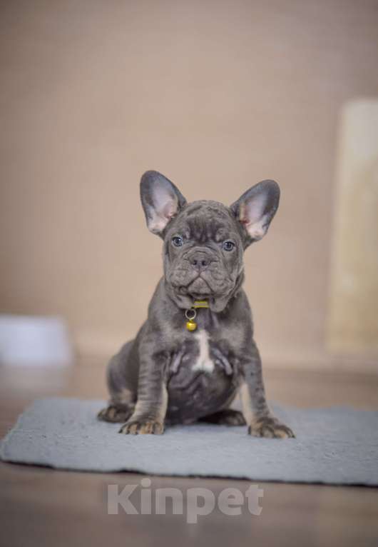 Собаки в Белгороде: Французский бульдог щенки Мальчик, 70 000 руб. - фото 1