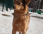 Собаки в Москве: Ася Девочка, Бесплатно - фото 4