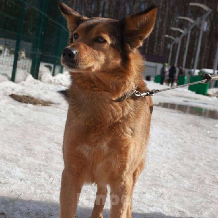 Собаки в Москве: Ася Девочка, Бесплатно - фото 4