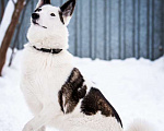 Собаки в Котельнике: Белая аристократка Бэлль в добрые руки Девочка, Бесплатно - фото 8