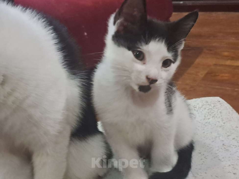 Кошки в Москве: Д'Артаньян Мальчик, Бесплатно - фото 2